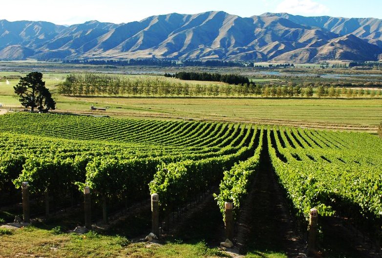 Ostler Wines is a Waitaki vineyard producing premium quality, award winning pinot noir and other varieties. PC- Tourism Waitaki