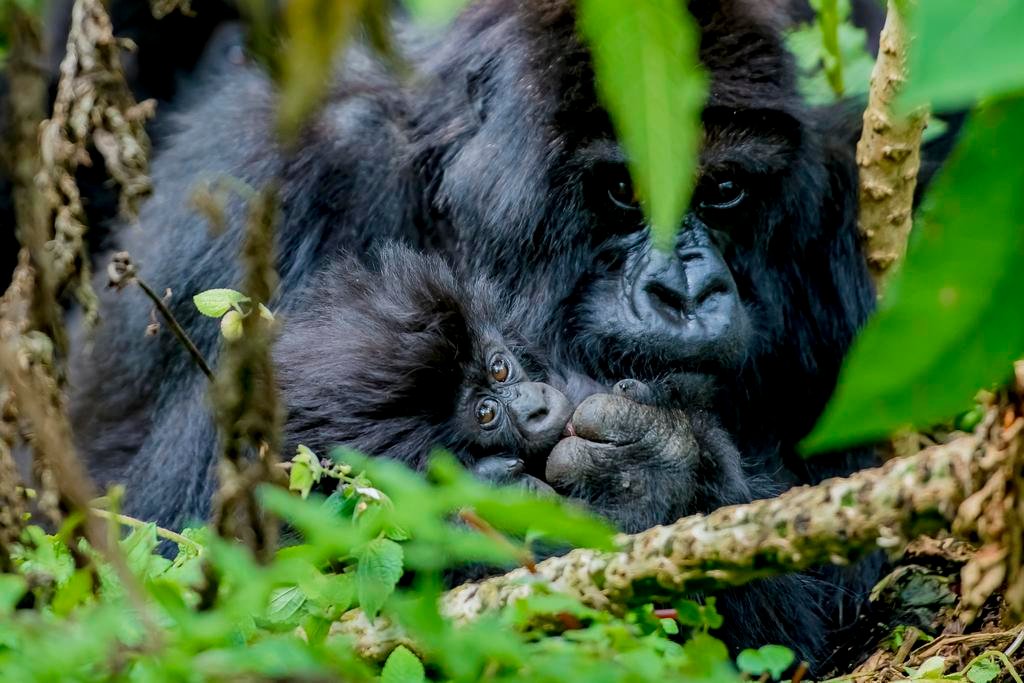 This year's Kwita Izina baby mountain gorilla naming ceremony will be held on World Gorilla Day