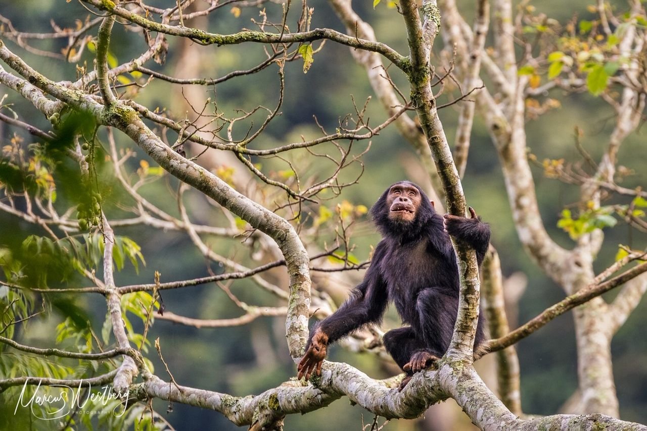 Rwanda, African Parks commit to long-term protection of Nyungwe National Park