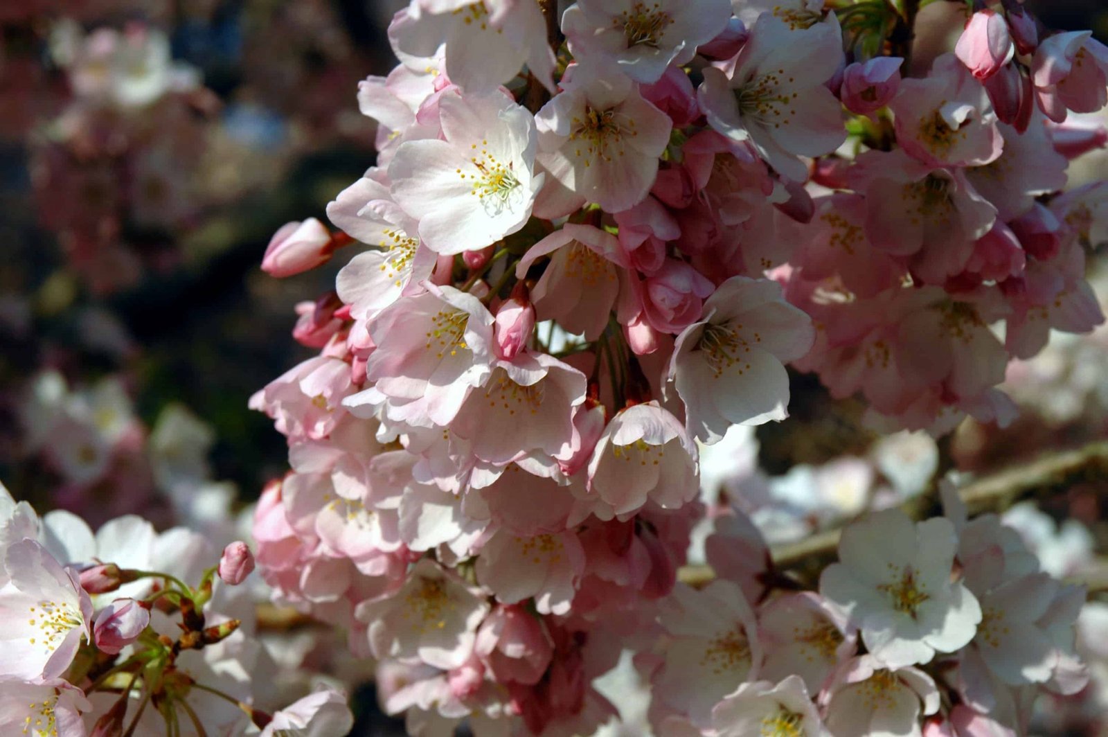 National Cherry Blossom Festival Introduces the Spirit of Spring 5K Virtual Race